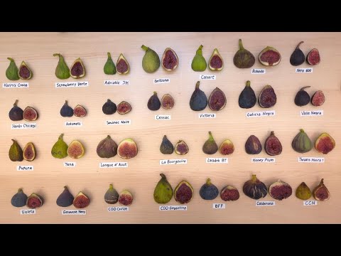 Видео: Инжир в октябре, Мичиган, 27 октября 2025 г.