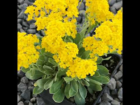 Видео: П'ять грунтопокривних багаторічних квітів які висіваємо під зиму! 🌸🌺🌼