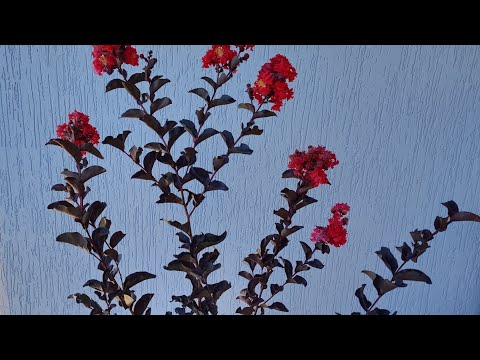 Видео: ЛАГЕРСТРЕМИЯ! Индийская сирень.