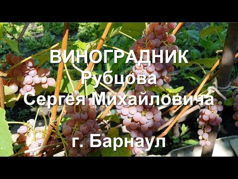 Видео: Алтайский край. #Барнаул. 2019 год. #Виноградник Рубцова Сергея Михайловича