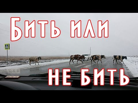 Видео: Что делать если животное на дороге или птица
