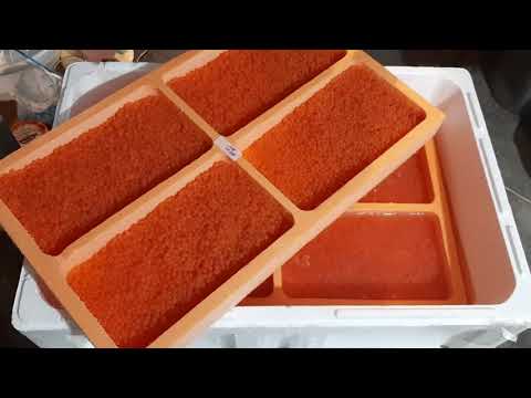 Видео: Икра радужной форели из Адлера. узв, аквакультура, выращивание форели, fish, trout, caviar