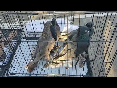 Видео: Рынок голубей, г.Костанай, РК, 26.10.2025 г.