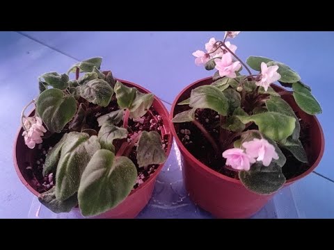 Видео: 24.10.21.ФИАЛКИ на фитиле.. какой фитиль и грунт.