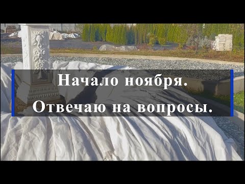 Видео: Начало ноября. Отвечаю на вопросы. Питомник растений Е. Иващенко