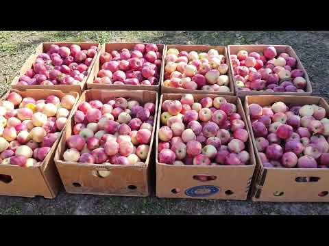 Видео: Зберігання яблук, яблука залишаються свіжими та соковитими до весни.