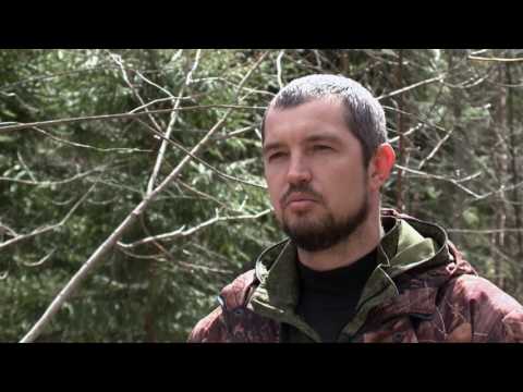 Видео: Лес: лесоустройство, инженеры-таксаторы