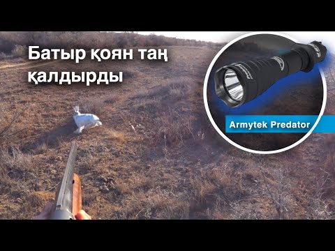 Видео: Аңшылықтағы жағдай. Қоян “мені көрмейді “- деп ойлады. Фонарь Armytek Predator обзор. Охота