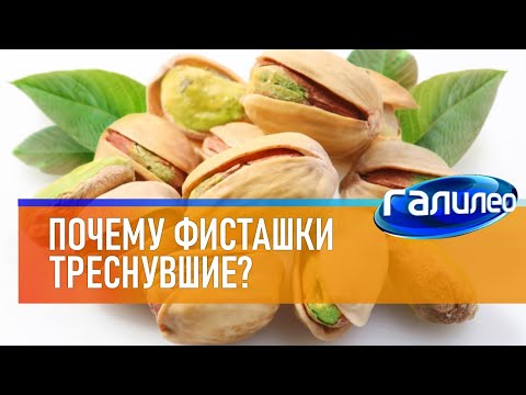 Видео: Галилео 🌰 Почему фисташки треснувшие?