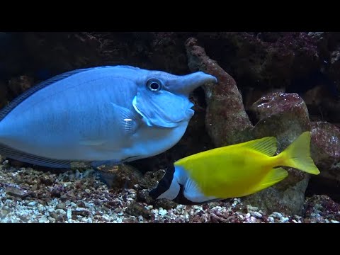Видео: ТАКИХ РЫБ МЫ ЕЩЕ НИКОГДА НЕ ВИДЕЛИ👀🐬🐟🐠🐡 ЗАМЕЧАТЕЛЬНЫЙ  АКВАРИУМ В АЛУШТЕ🧡