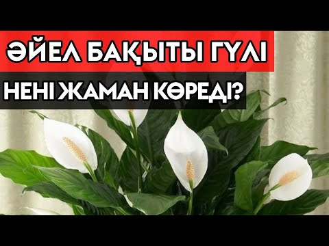 Видео: ӘЙЕЛ БАҚЫТЫ ГҮЛІ НЕНІ ҰНАТЫП, НЕНІ ҰНАТПАЙДЫ?