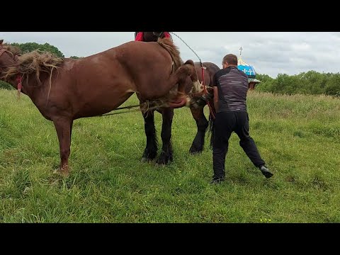 Видео: 📺І таке буває🥵 Добриня у Ключеві📍💪