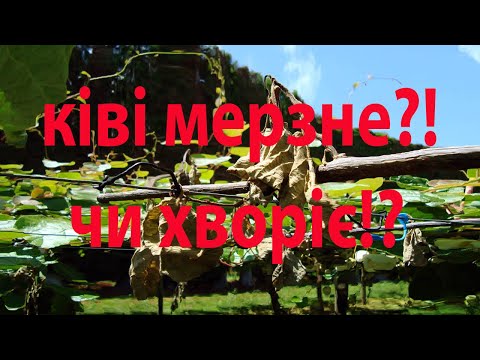 Видео: Чому ваше ківі пропадає