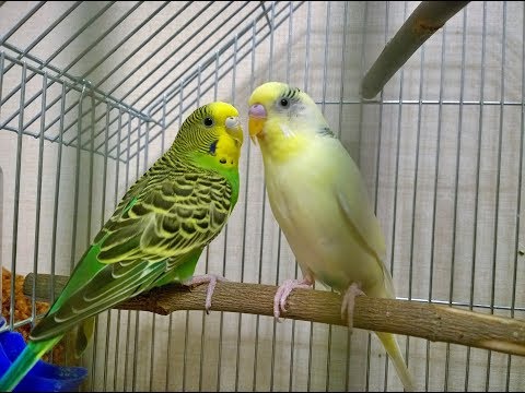 Видео: Тоша и Нюша, веселое пение для попугайчиков