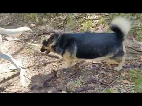 Видео: Весёлые прогулки подопечных приюта . Живём и радуемся жизни