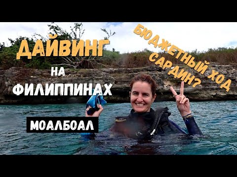 Видео: Дайвинг на Филиппинах. Бюджетный ход сардин, черепахи и рыбы-лягушки в Моалбоал (Себу)
