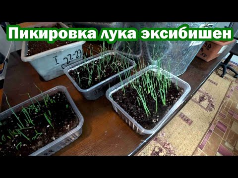 Видео: Пикировка лука эксибишен