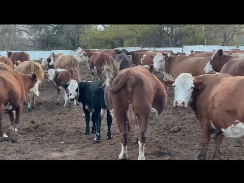 Видео: ВОТ И ОСТАЛСЯ Я БЕЗ КОРОВЫ 🙁🙁🙁