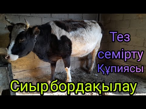 Видео: ЕҢ ПАЙДАЛЫ КӘСІП.Сиыр бордақылау.Артық шығынсыз тез семірту әдісі.