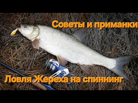 Видео: Ловля ЖЕРЕХА на спиннинг осенью: секреты успешной рыбалки! #спиннинг #рыбалка #жерех