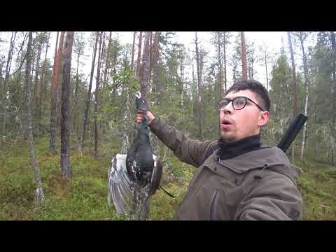 Видео: ОХОТА НА ГЛУХАРЯ С ПОДХОДА/ПРИШЛОСЬ ПОПОТЕТЬ/CZ MALLARD ПОКАЗАЛ СЕБЯ С ЛУЧШЕЙ СТОРОНЫ
