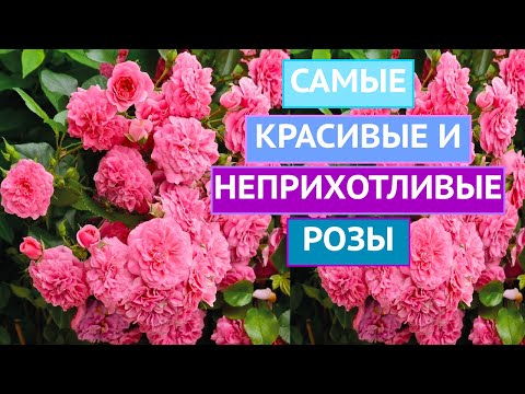 Видео: ПОЧВОПОКРОВНЫЕ РОЗЫ: ПРЕКРАСНЫЕ И НЕПРИХОТЛИВЫЕ!!!