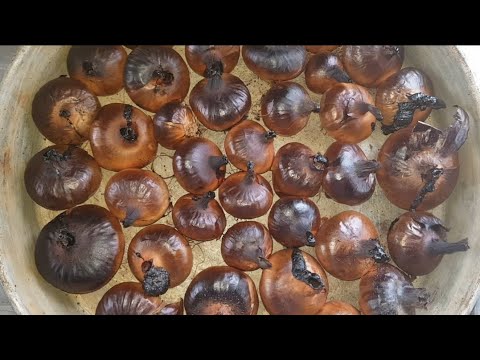 Видео: 🙂 ЖИВОТ В МАЛКИЯ ГРАД/ ПЕЧЕН ЛУК НА ФУРНА, ГРИЖА ЗА ПЪЦКАНА, СПОМЕНИ ОТ МОЕТО ДЕТСТВО 🙂