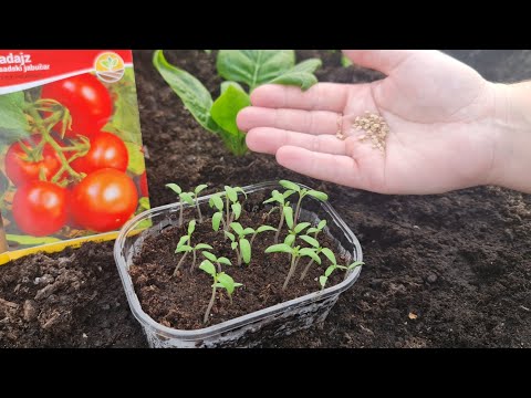 Видео: Заготовьте рассаду овощей самостоятельно – вот что вам нужно!