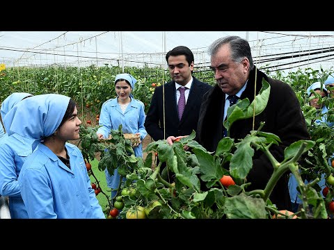 Видео: Пешвои миллат бо ҳолати гармхонаҳо ва фаъолияти хоҷагиҳои деҳқонии шаҳри Турсунзода шинос шуданд