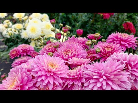 Видео: ХРИЗАНТЕМА ОТ БУТОНА ДО ПОЛНОГО РОСПУСКА.