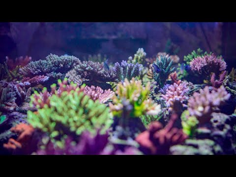Видео: Ключ к успеху с Acropora и дозировка (подсказка: они не связаны) | SPS Reef Aquarium