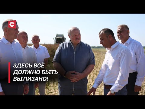 Видео: Лукашенко: Ужасное впечатление! Президент проверил ход уборочной!