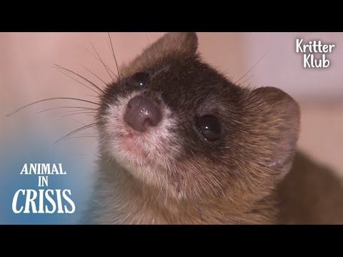 Видео: Милый Ласка не очень-Милая профессия🤫 l Животное в кризис Ep 334