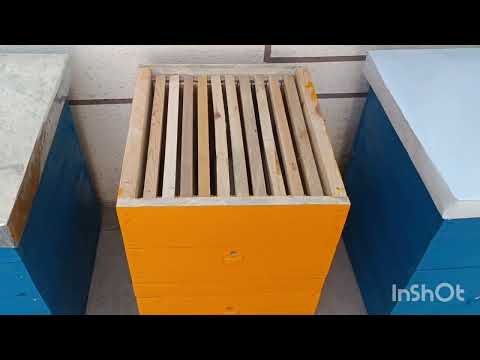 Видео: Корпусной яшики фруши .