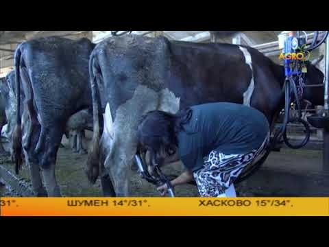 Видео: Работещите роми в земеделието