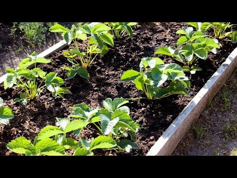Видео: УХОД ЗА КЛУБНИКОЙ ОСЕНЬЮ. ПОДГОТОВКА К ЗИМЕ! ПОЛЕЗНЫЕ И ВАЖНЫЕ СОВЕТЫ!
