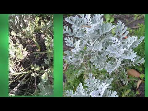 Видео: Зимозелені. Приморська, попеляста або срібляста цинерарія  (Cinerária). Ділимо та розмножуємо