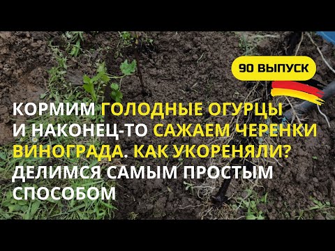 Видео: Дача в Германии. 90 выпуск. Самый простой способ укоренения черенков винограда и 10000 других дел