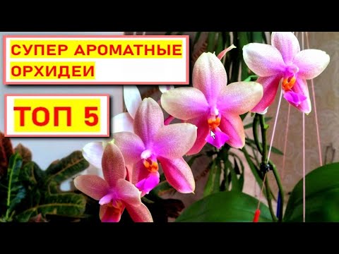 Видео: ПЯТЬ СУПЕР АРОМАТНЫХ ОРХИДЕЙ МОЕЙ КОЛЛЕКЦИИ! ЧУДЕСА ЗИМНЕГО И ЛЕТНЕГО ЦВЕТЕНИЯ! ЭТО НАДО ВИДЕТЬ!