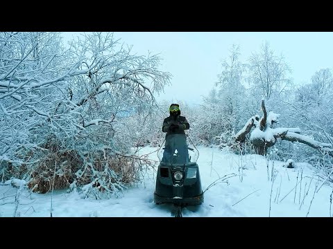 Видео: Мороз крепчал,но Буран не заскучал.Вижас НАО