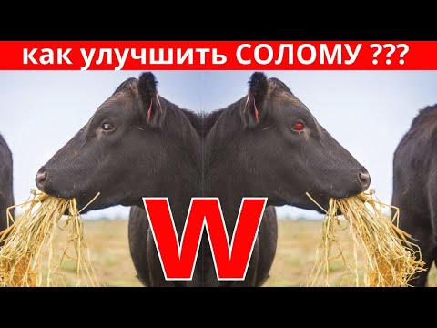 Видео: солома