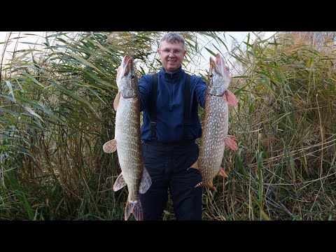 Видео: Оказывается жена умеет ловить крупную щуку не только на раттлины