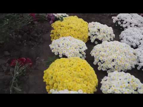 Видео: Хризантема почтой от Лидии.