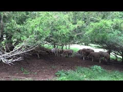 Видео: Бараны породы Katahdins