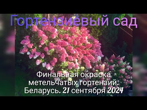 Видео: Финальная окраска метельчатых гортензий. Беларусь. 21 сентября 2024.