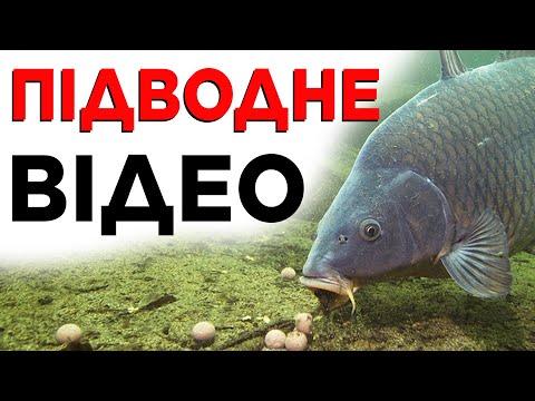 Видео: Ти НЕ повіриш, поки не побачиш! Чому короп не клює? ПІДВОДНА ЗЙОМКА!