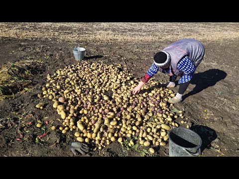 Видео: Второй урожай/октябрь /ВСЕГДА С картошкой /В селе у СВЕКРУНЬКИ !👍🙋‍♀️🥗