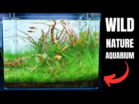 Видео: Я СОЗДАЛ ПРОСТОЙ АКВАСКЕЙП ДЛЯ МОЕЙ ЛЮБИМОЙ НАНО-РЫБКИ! Учебник по акваскейпу