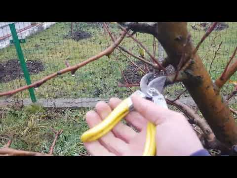 Видео: Основні прийоми при обрізці Яблуні