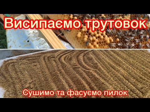 Видео: ВИПРАВИЛИ ТРУТОВОК! ЯК СУШИМО ТА ЗБЕРІГАЄМО ПИЛОК?!